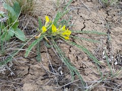 Astragalus buchtormensis