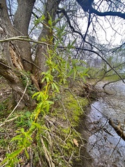 Salix × fragilis vitellina