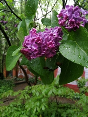 Syringa vulgaris