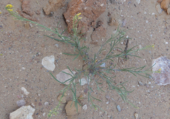 Physaria rectipes