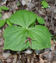 Trillium erectum