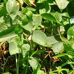 Polyura hebe plautus