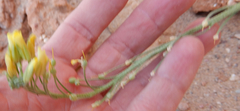 Physaria rectipes