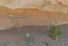 Physaria rectipes