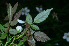 Rubus cardotii