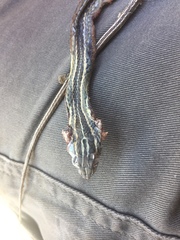 Psammophis leightoni