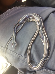 Psammophis leightoni