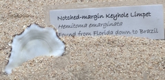 Montfortia emarginata