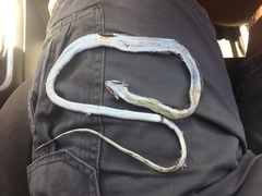 Psammophis leightoni