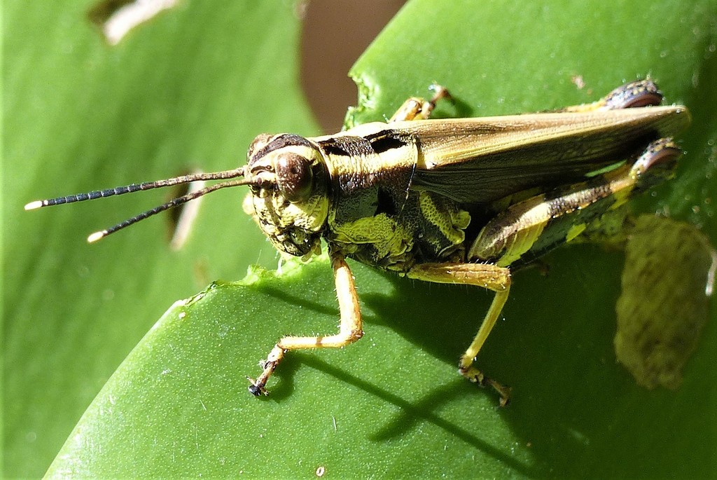 Traulia antennata