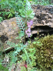 Vicia pannonica