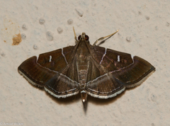Lamprosema