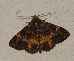 Metalectra carneomacula