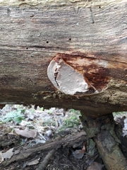 Phellopilus nigrolimitatus