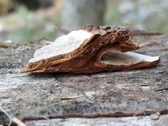 Phellopilus nigrolimitatus