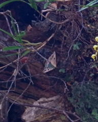 Sarisa muriferata