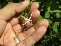 Rytidostylis gracilis