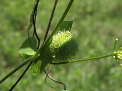 Rytidostylis gracilis