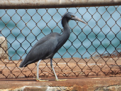 Pacific Reef Heron
