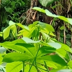 Polyura hebe plautus