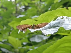 Tanaecia iapis