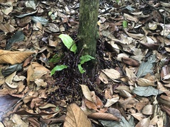 Baccaurea parviflora