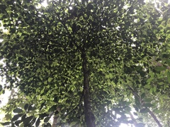 Baccaurea parviflora