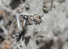 Trypodendron domesticum