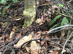 Baccaurea parviflora