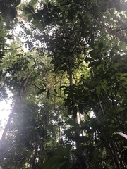 Baccaurea parviflora