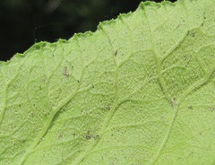 Peronospora oerteliana