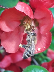 Apis mellifera