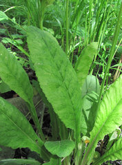 Peronospora oerteliana