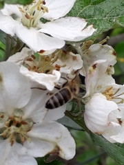 Apis mellifera