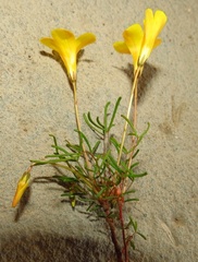 Oxalis leptogramma