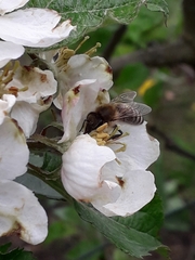 Apis mellifera
