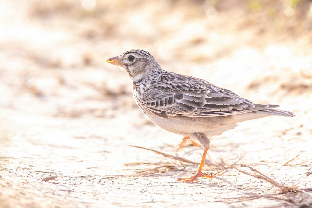 Foto de Calandra Lark