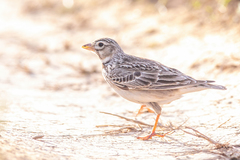 Calandra Lark photo 5