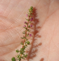 Erica aestiva