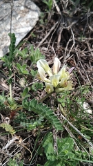 Astragalus fragrans