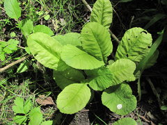 Peronospora oerteliana