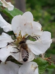 Apis mellifera