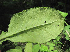 Peronospora oerteliana