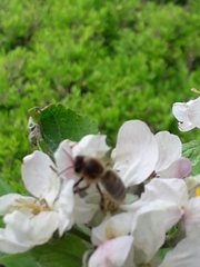 Apis mellifera