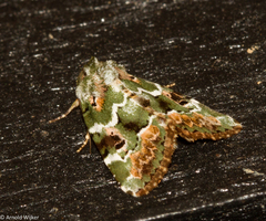 Chytonix elegans