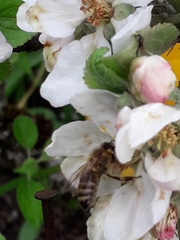 Apis mellifera