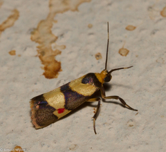 Nodozana rhodosticta