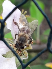 Apis mellifera
