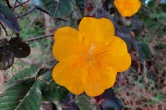 Cochlospermum regium