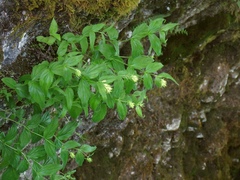 Paederota lutea